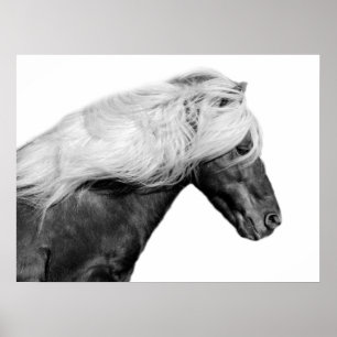 Black and white horse animal equestrian photo poster