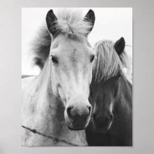 Black and white Horse photography Poster
