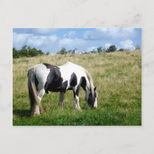 Black and White Horse / Pony Postcard