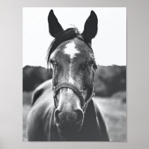 Black and White Horse Portrait Photo Poster