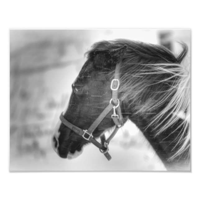 Black and White Horse Portrait Photo Print (Front)