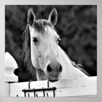 Black and White Horse