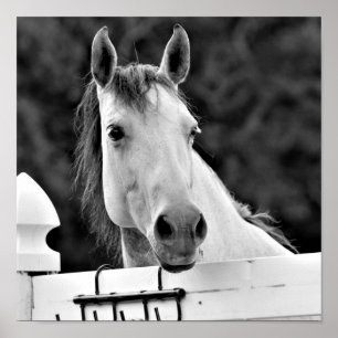 Black and White Horse Poster