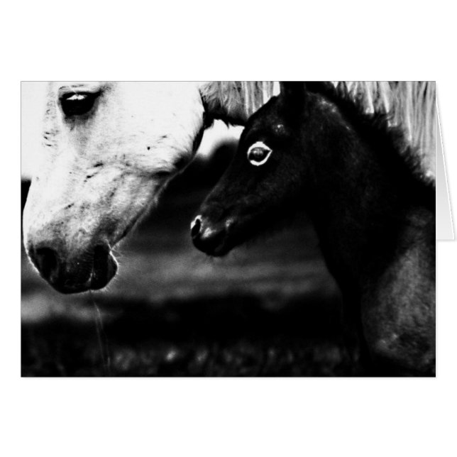 Black and White Horses (Front Horizontal)