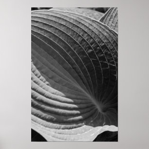 Black and White Hosta Leaf Poster