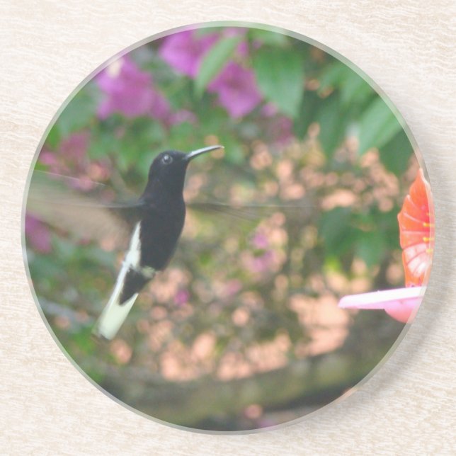 Black and White hummingbird flying at a feeder Coaster (Front)