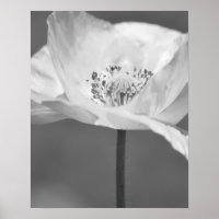 Black and White Iceland Poppy Flower Photography