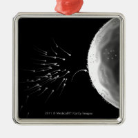 Black and white illustration of fertilisation