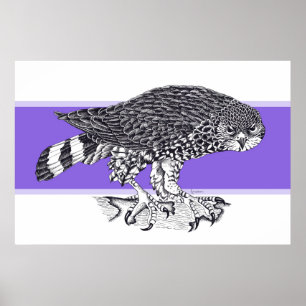 Black and white illustration of Sparrow Hawk Poster