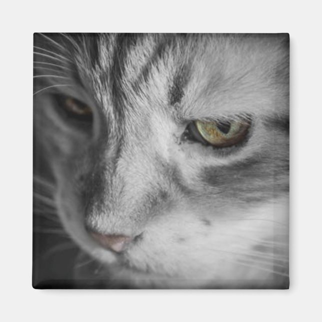 Black and White Image of Cat Magnet (Front)