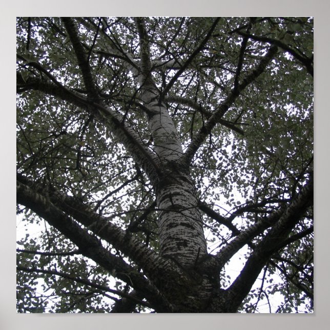 Black and white in nature poster (Front)