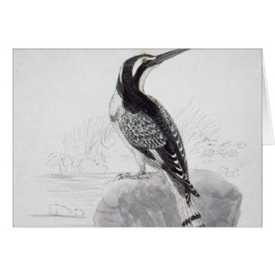 Black and White Kingfisher