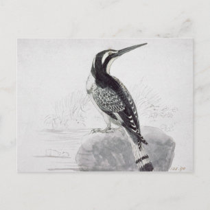Black and White Kingfisher Postcard