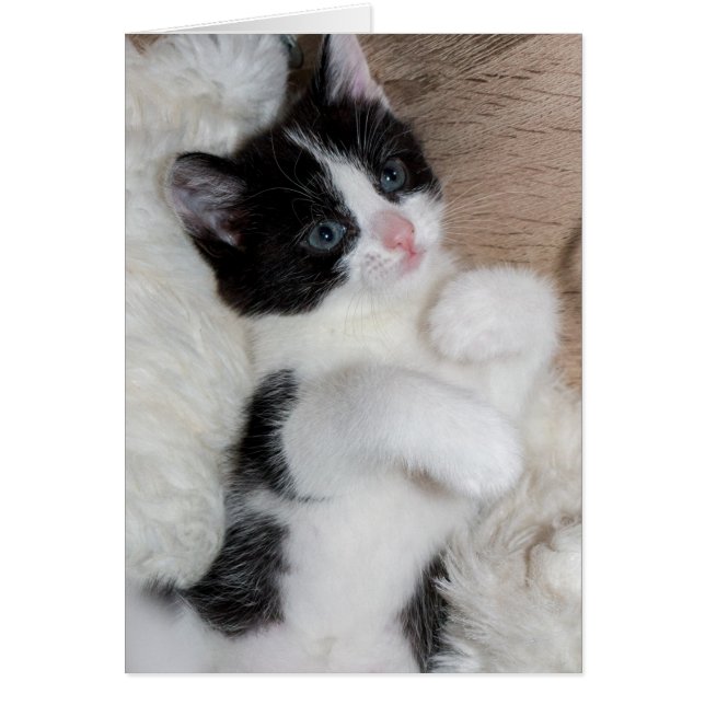 Black and white kitten (Front)