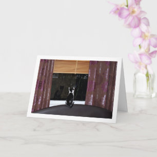 Black and White Kitten At Window Card