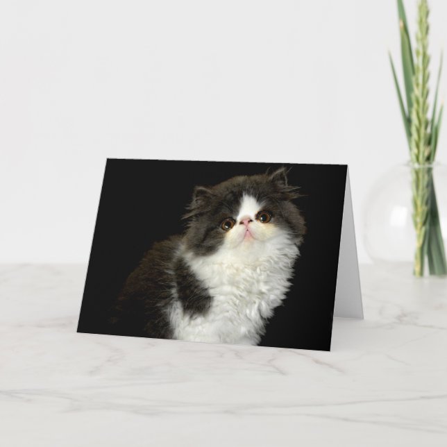 Black and white kitten card (Front)