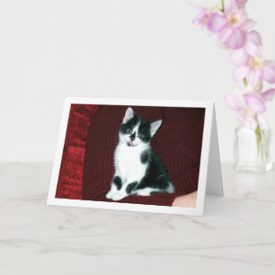 Black and White Kitten Card