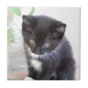 Black and White Kitten Ceramic Tile
