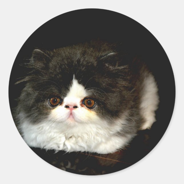Black and White Kitten Classic Round Sticker (Front)