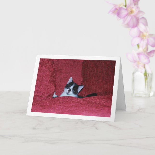 Black and White Kitten Down Sofa Card (Orchid)