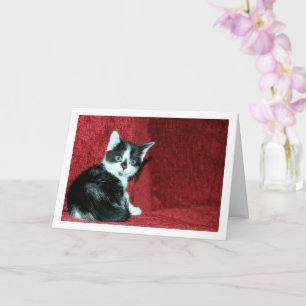 Black and White Kitten on Red Sofa Card