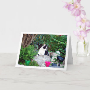 Black and White Kitten on Rockery Card