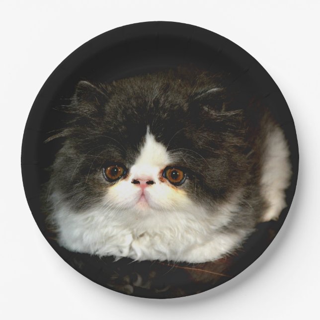 Black and White Kitten  Paper Plate (Front)