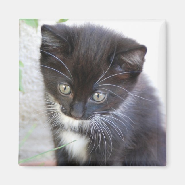 Black and White Kitten Photo Magnet (Front)