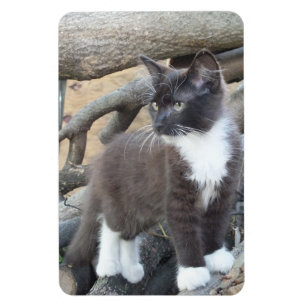 Black and White Kitten Photo Magnet