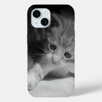 Black and White Kitten Photograph