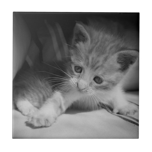 Black and White Kitten Photograph Ceramic Tile (Front)