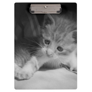 Black and White Kitten Photograph Clipboard