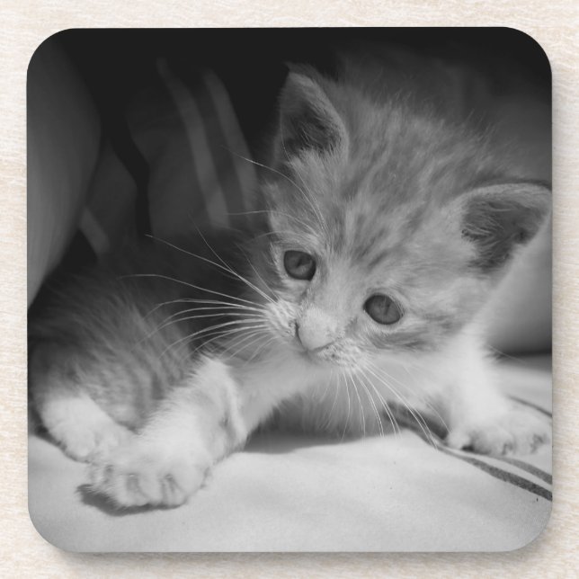 Black and White Kitten Photograph Coaster (Front)