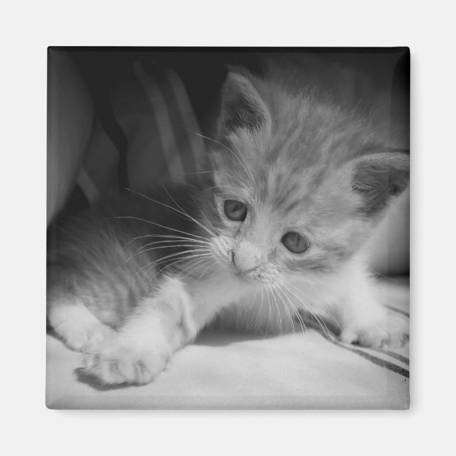 Black and White Kitten Photograph Magnet (Front)