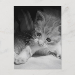 Black and White Kitten Photograph Postcard