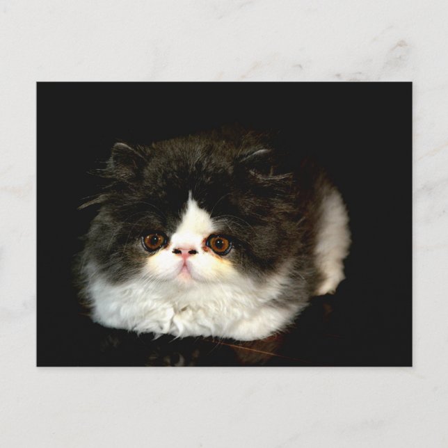 Black and White Kitten Postcard (Front)