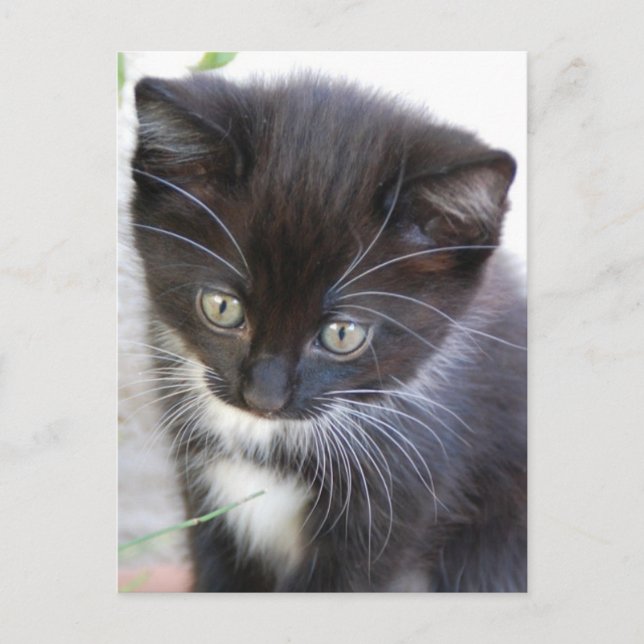 Black and White Kitten Postcard (Front)