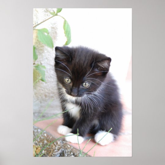 black and white kitten