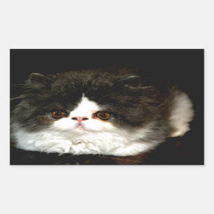 Black and White Kitten Rectangular Sticker