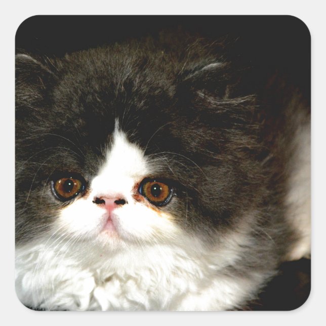 Black and White Kitten Square Sticker (Front)