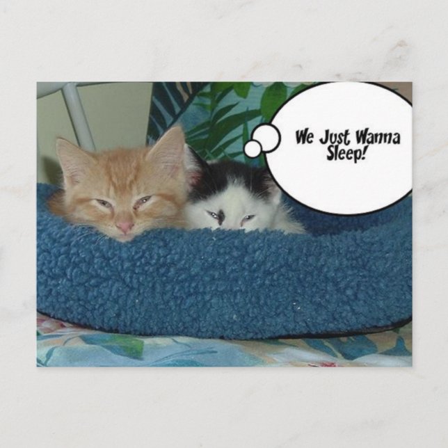 Black and White Kitty Cat Postcard (Front)