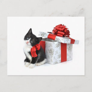 Black and white kitty with gift box postcard