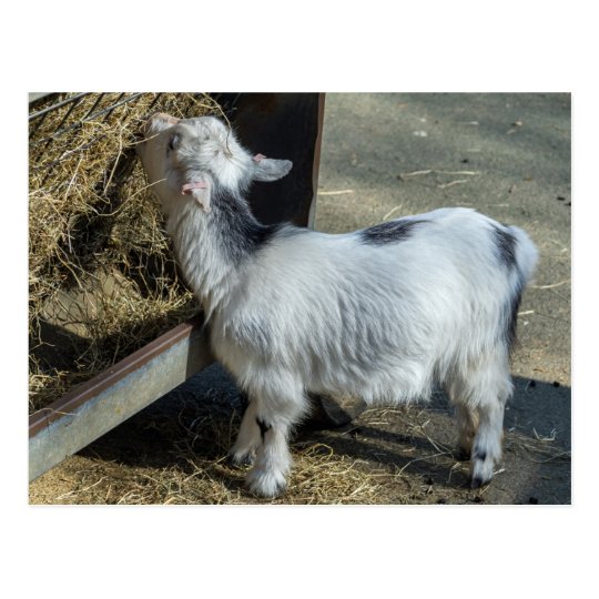 Black and white lamb postcard