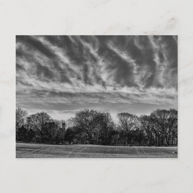 Black and White Landscape Photo of Central Park Postcard (Front)