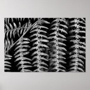 Black and White Leaves Poster