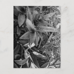 Black and White Leaves with Water Droplets Postcard