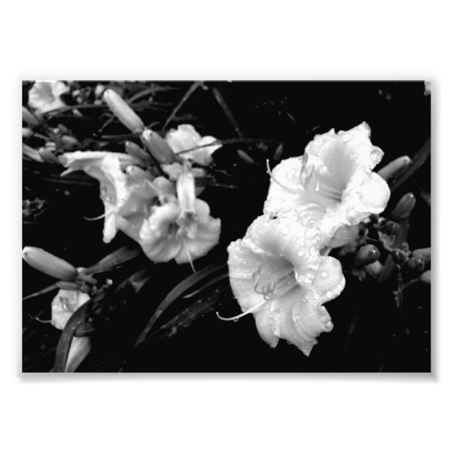 Black and White Lillies Print (Front)