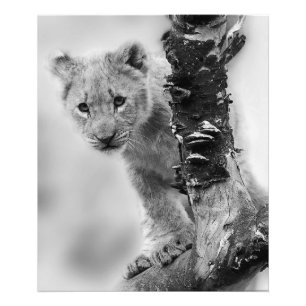 Black And White Lion Cub Photo Print