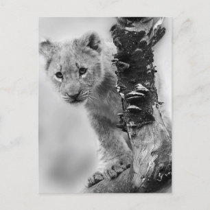 Black And White Lion Cub Postcard