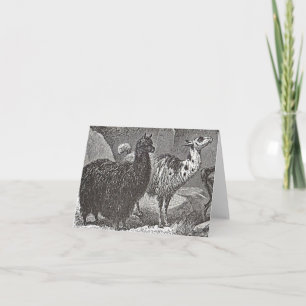 Black and White Llama Alpaca Andes Animal Art Card